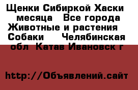 Щенки Сибиркой Хаски 2 месяца - Все города Животные и растения » Собаки   . Челябинская обл.,Катав-Ивановск г.